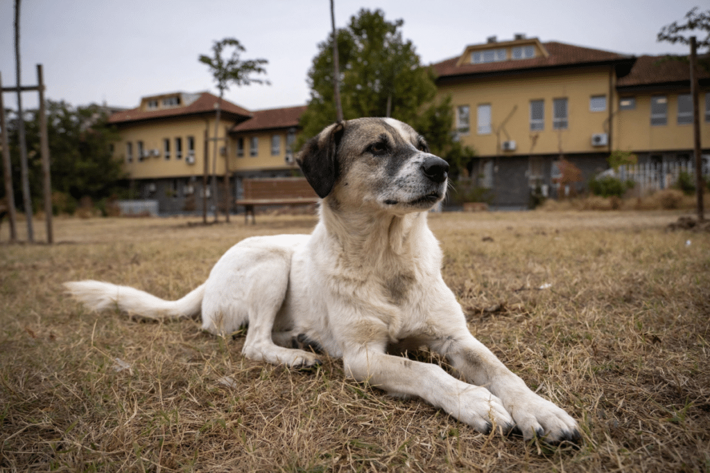 如何帮助流浪狗