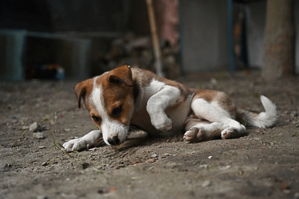 如何帮助流浪狗