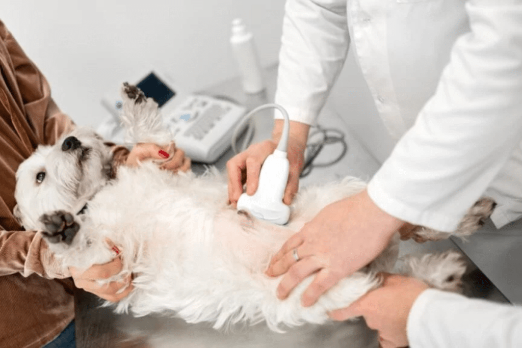 马来西亚动物慈善机构