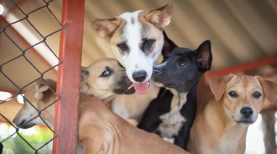 捐款帮助流浪狗